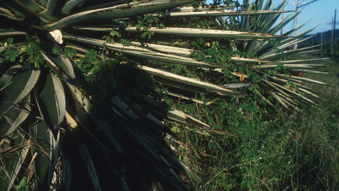 Estate of Gordon Matta-Clark